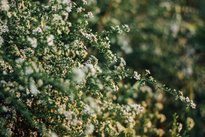 绿叶植物摄影